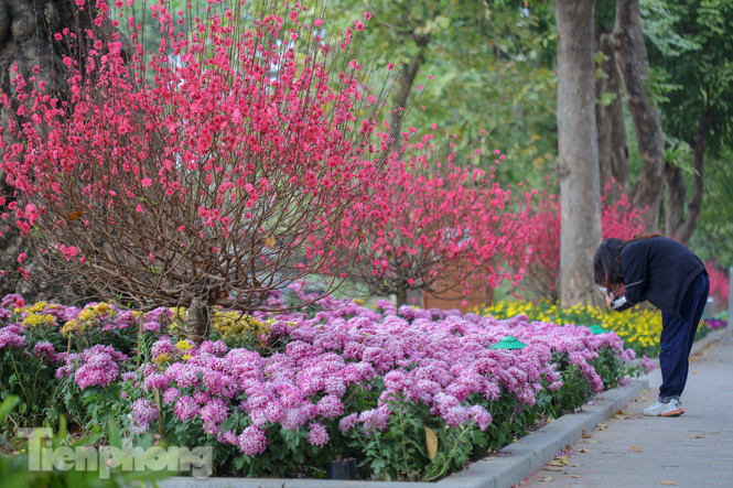 Đào bung sắc bên những thảm hoa rực rỡ quanh hồ Hoàn Kiếm ngày cận Tết ảnh 11