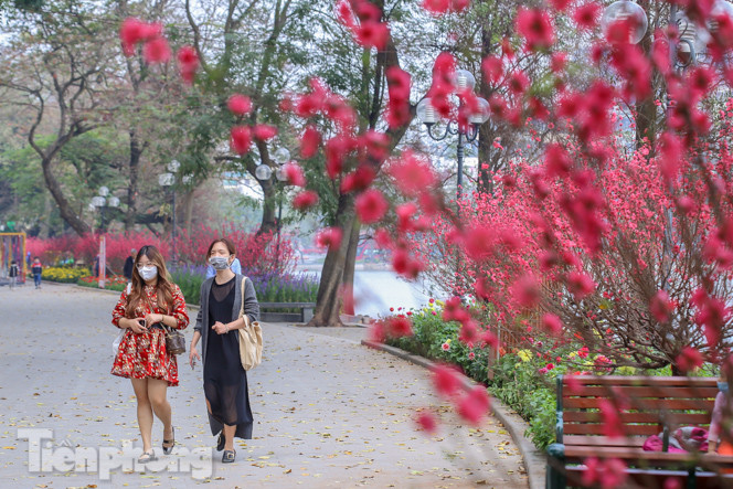Đào bung sắc bên những thảm hoa rực rỡ quanh hồ Hoàn Kiếm ngày cận Tết ảnh 9