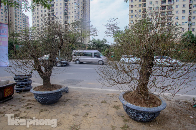 Đào cổ thụ có giá thuê hàng chục triệu xuống phố sớm ảnh 4