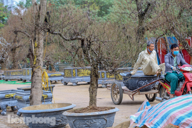 Đào cổ thụ có giá thuê hàng chục triệu xuống phố sớm ảnh 8