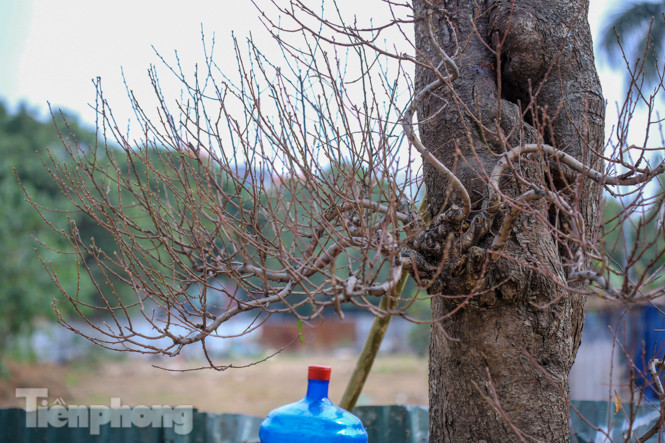 Đào cổ thụ có giá thuê hàng chục triệu xuống phố sớm ảnh 11