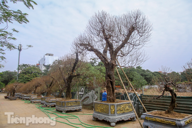 Đào cổ thụ có giá thuê hàng chục triệu xuống phố sớm ảnh 5