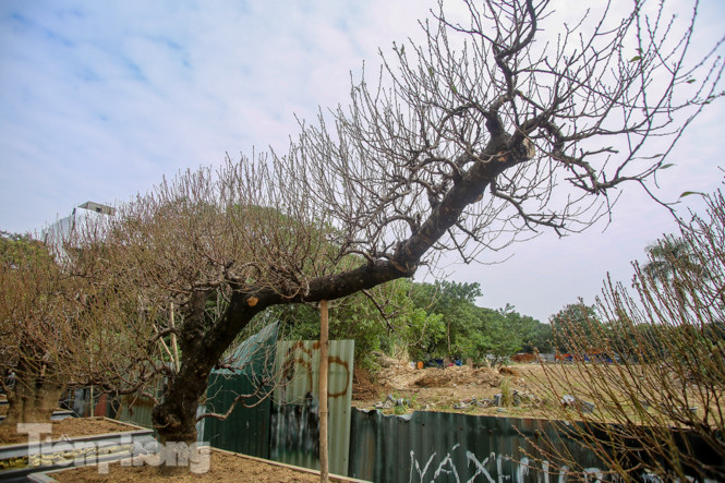 Đào cổ thụ có giá thuê hàng chục triệu xuống phố sớm ảnh 6