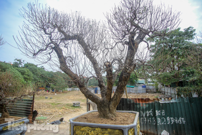 Đào cổ thụ có giá thuê hàng chục triệu xuống phố sớm ảnh 7