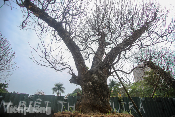 Đào cổ thụ có giá thuê hàng chục triệu xuống phố sớm ảnh 10