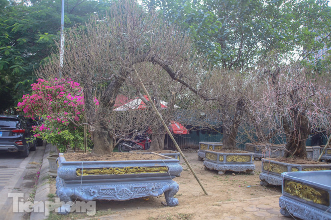 Đào cổ thụ có giá thuê hàng chục triệu xuống phố sớm ảnh 12