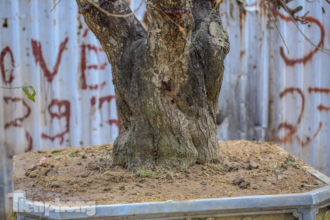 Đào cổ thụ có giá thuê hàng chục triệu xuống phố sớm ảnh 9