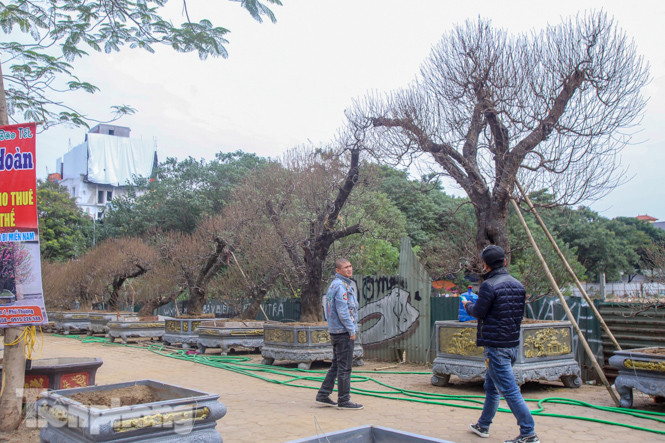 Đào cổ thụ có giá thuê hàng chục triệu xuống phố sớm ảnh 3