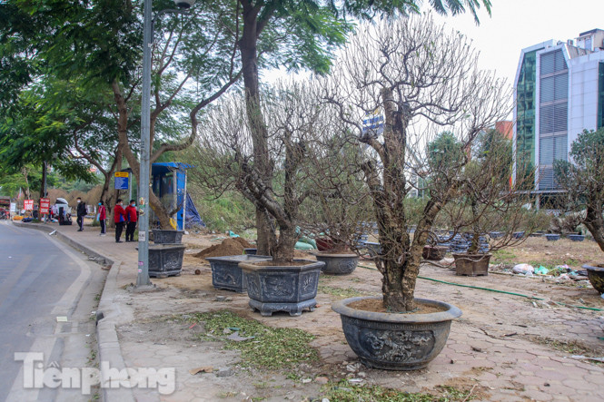 Đào cổ thụ có giá thuê hàng chục triệu xuống phố sớm ảnh 2