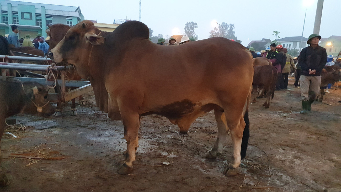 Trước đó, cũng tại phiên chợ này, một con bò cao 2,15m, dài 3,5m, nặng gần 1 tấn được xem là kỷ lục của phiên chợ. Thương lái tại thành phố Vinh đã mua con bò "khủng" với giá 82 triệu đồng. Không chỉ cánh đàn ông, với những người phụ nữ ở xã Đại Sơn, buôn bán trâu bò trở thành một nguồn thu nhập chính của gia đình. Ngoài ra, trẻ em nơi đây cũng được bố mẹ "đào tạo" từ nhỏ. Hàng xe tải sẵn sàng vận chuyển trâu bò đến và đi. Bốn con bò được một thương lái ở Hà Tĩnh mua gần 80 triệu đồng. Hai xe trọng tải lớn chuẩn bị vận chuyển trâu bò mà thương lái miền Bắc mua tại phiên chợ. Đến 7h30p, phiên chợ kết thúc. Sự phát triển của chợ Ú, cộng thêm nguồn trâu bò từ các tỉnh đổ về ngày càng nhiều, những năm tới, chợ Ú được hi vọng là chợ trâu, bò lớn nhất miền Bắc. ‘Tất niên’ phiên chợ trâu bò lớn nhất Bắc Trung Bộ ảnh 6