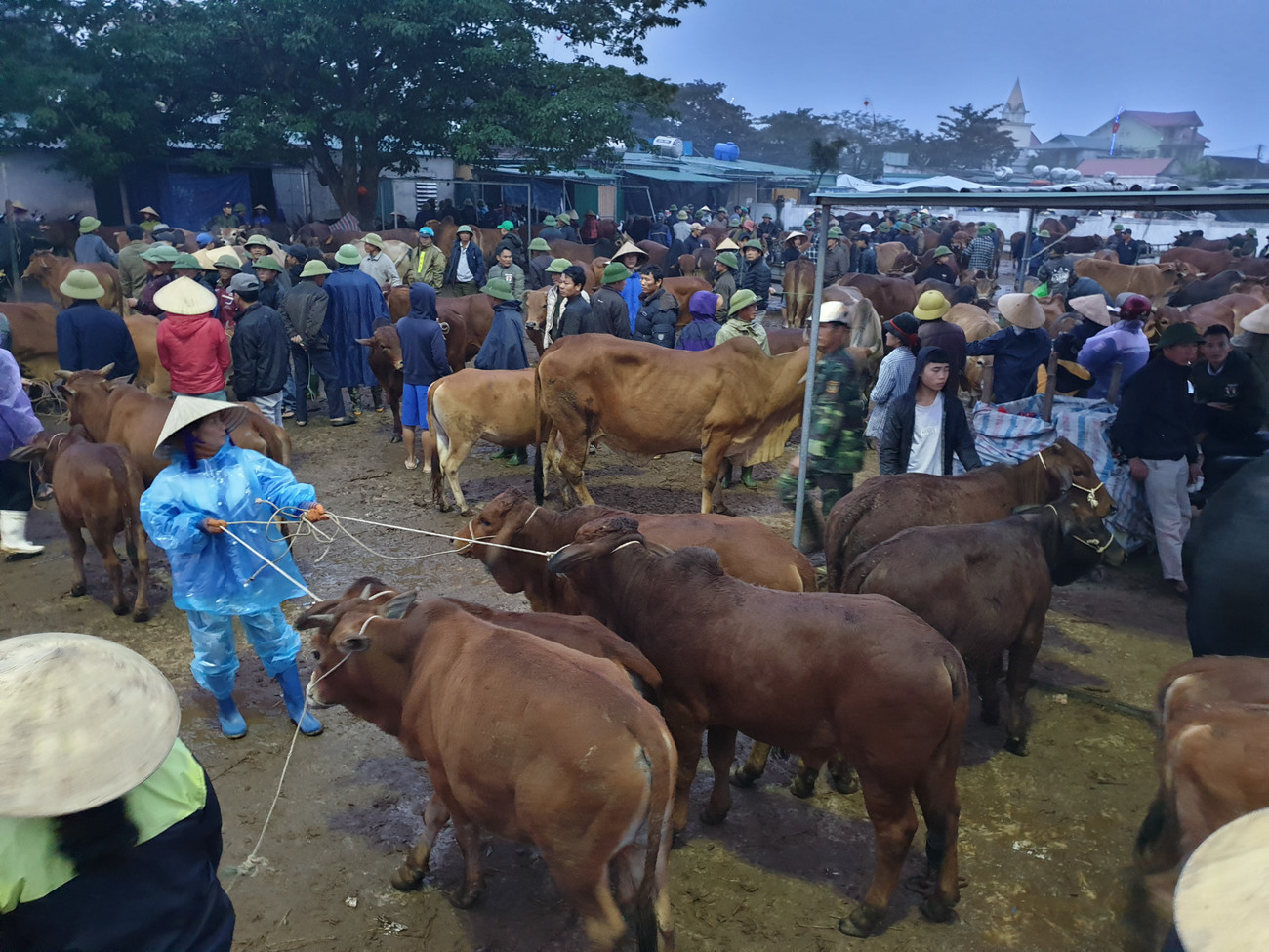Không chỉ cánh đàn ông, với những người phụ nữ ở xã Đại Sơn, buôn bán trâu bò trở thành một nguồn thu nhập chính của gia đình. Ngoài ra, trẻ em nơi đây cũng được bố mẹ "đào tạo" từ nhỏ. Hàng xe tải sẵn sàng vận chuyển trâu bò đến và đi. Bốn con bò được một thương lái ở Hà Tĩnh mua gần 80 triệu đồng. Hai xe trọng tải lớn chuẩn bị vận chuyển trâu bò mà thương lái miền Bắc mua tại phiên chợ. Đến 7h30p, phiên chợ kết thúc. Sự phát triển của chợ Ú, cộng thêm nguồn trâu bò từ các tỉnh đổ về ngày càng nhiều, những năm tới, chợ Ú được hi vọng là chợ trâu, bò lớn nhất miền Bắc. ‘Tất niên’ phiên chợ trâu bò lớn nhất Bắc Trung Bộ ảnh 7