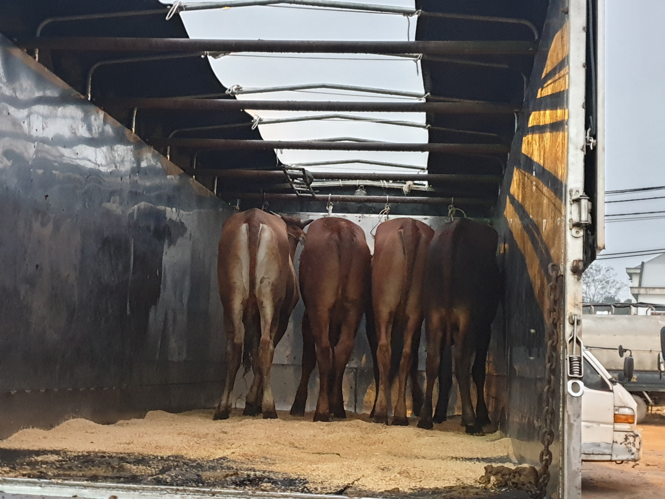 Bốn con bò được một thương lái ở Hà Tĩnh mua gần 80 triệu đồng. Hai xe trọng tải lớn chuẩn bị vận chuyển trâu bò mà thương lái miền Bắc mua tại phiên chợ. Đến 7h30p, phiên chợ kết thúc. Sự phát triển của chợ Ú, cộng thêm nguồn trâu bò từ các tỉnh đổ về ngày càng nhiều, những năm tới, chợ Ú được hi vọng là chợ trâu, bò lớn nhất miền Bắc. ‘Tất niên’ phiên chợ trâu bò lớn nhất Bắc Trung Bộ ảnh 9