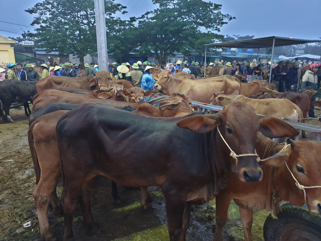 Chợ Ú được thành lập năm 1976 và họp mỗi tháng 6 phiên vào các ngày 1,6,11,16,21,26 âm lịch. Những năm gần đây, phiên chợ này phát triển rất nhanh, số lượng trâu bò mỗi phiên khoảng 500 - 1.000 con. Riêng phiên chợ 26/12 âm lịch, số lượng trâu bò tăng lên khoảng 2.500 con. Trước đó, cũng tại phiên chợ này, một con bò cao 2,15m, dài 3,5m, nặng gần 1 tấn được xem là kỷ lục của phiên chợ. Thương lái tại thành phố Vinh đã mua con bò "khủng" với giá 82 triệu đồng. Không chỉ cánh đàn ông, với những người phụ nữ ở xã Đại Sơn, buôn bán trâu bò trở thành một nguồn thu nhập chính của gia đình. Ngoài ra, trẻ em nơi đây cũng được bố mẹ "đào tạo" từ nhỏ. Hàng xe tải sẵn sàng vận chuyển trâu bò đến và đi. Bốn con bò được một thương lái ở Hà Tĩnh mua gần 80 triệu đồng. Hai xe trọng tải lớn chuẩn bị vận chuyển trâu bò mà thương lái miền Bắc mua tại phiên chợ. Đến 7h30p, phiên chợ kết thúc. Sự phát triển của chợ Ú, cộng thêm nguồn trâu bò từ các tỉnh đổ về ngày càng nhiều, những năm tới, chợ Ú được hi vọng là chợ trâu, bò lớn nhất miền Bắc. ‘Tất niên’ phiên chợ trâu bò lớn nhất Bắc Trung Bộ ảnh 5