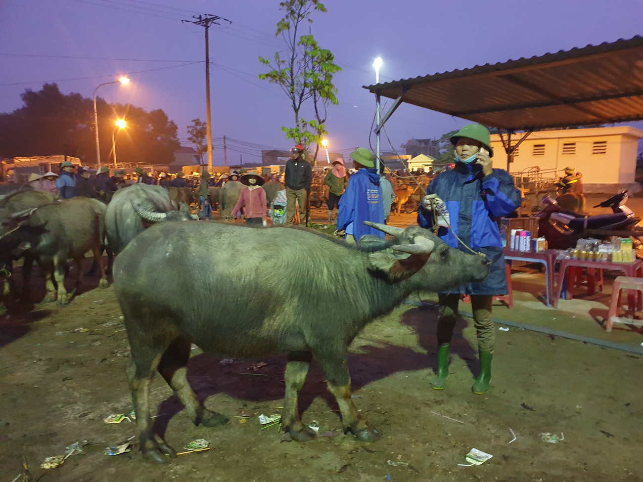 Chợ Ú được thành lập năm 1976 và họp mỗi tháng 6 phiên vào các ngày 1,6,11,16,21,26 âm lịch. Những năm gần đây, phiên chợ này phát triển rất nhanh, số lượng trâu bò mỗi phiên khoảng 500 - 1.000 con. Riêng phiên chợ 26/12 âm lịch, số lượng trâu bò tăng lên khoảng 2.500 con. Trước đó, cũng tại phiên chợ này, một con bò cao 2,15m, dài 3,5m, nặng gần 1 tấn được xem là kỷ lục của phiên chợ. Thương lái tại thành phố Vinh đã mua con bò "khủng" với giá 82 triệu đồng. Không chỉ cánh đàn ông, với những người phụ nữ ở xã Đại Sơn, buôn bán trâu bò trở thành một nguồn thu nhập chính của gia đình. Ngoài ra, trẻ em nơi đây cũng được bố mẹ "đào tạo" từ nhỏ. Hàng xe tải sẵn sàng vận chuyển trâu bò đến và đi. Bốn con bò được một thương lái ở Hà Tĩnh mua gần 80 triệu đồng. Hai xe trọng tải lớn chuẩn bị vận chuyển trâu bò mà thương lái miền Bắc mua tại phiên chợ. Đến 7h30p, phiên chợ kết thúc. Sự phát triển của chợ Ú, cộng thêm nguồn trâu bò từ các tỉnh đổ về ngày càng nhiều, những năm tới, chợ Ú được hi vọng là chợ trâu, bò lớn nhất miền Bắc. ‘Tất niên’ phiên chợ trâu bò lớn nhất Bắc Trung Bộ ảnh 4