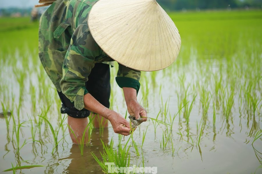 “Chúng tôi tranh thủ đầu năm mới các gia đình trong cùng làng đi cấy hộ nhau. Mọi người sẽ đi từ 6h sáng, đi cấy đổi công cho nhau và cố gắng xong từng thửa ruộng của từng nhà một trước khi mặt trời lên cao, nắng nóng”, bà Bốn cho hay. Bà con nông dân rộn ràng xuống đồng đầu năm mới ảnh 5