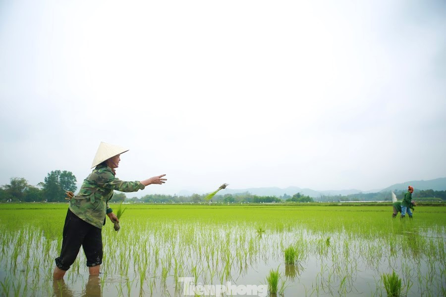 Không khí lao động phấn khởi ngày đầu xuân của bà con nông dân. Bà con nông dân rộn ràng xuống đồng đầu năm mới ảnh 6
