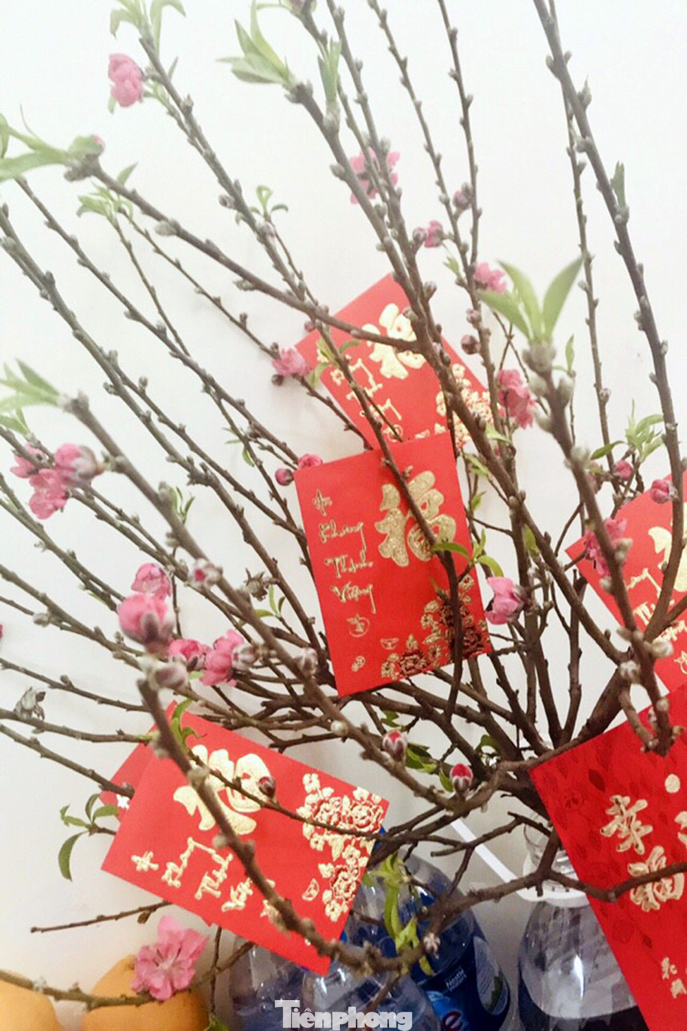 Tết trong khu cách ly: Nhật ký của cô gái Hà Nội là F1 ảnh 11