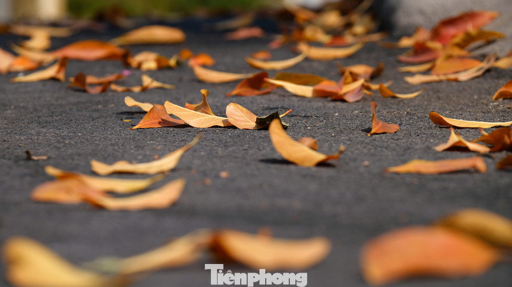 Những cung đường Hà Nội vàng rực mùa cây lộc vừng thay lá ảnh 10