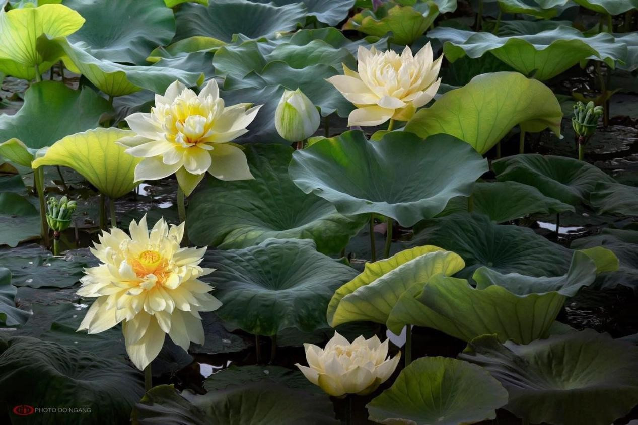 Autumn in moling- Một trong những vẻ đẹp được yêu thích nhất tại Trung tâm nghiên cứu và phát triển cây Sen. Muôn kiểu sắc màu hoa sen tại khuôn viên giảng đường rộng nhất Việt Nam ảnh 4