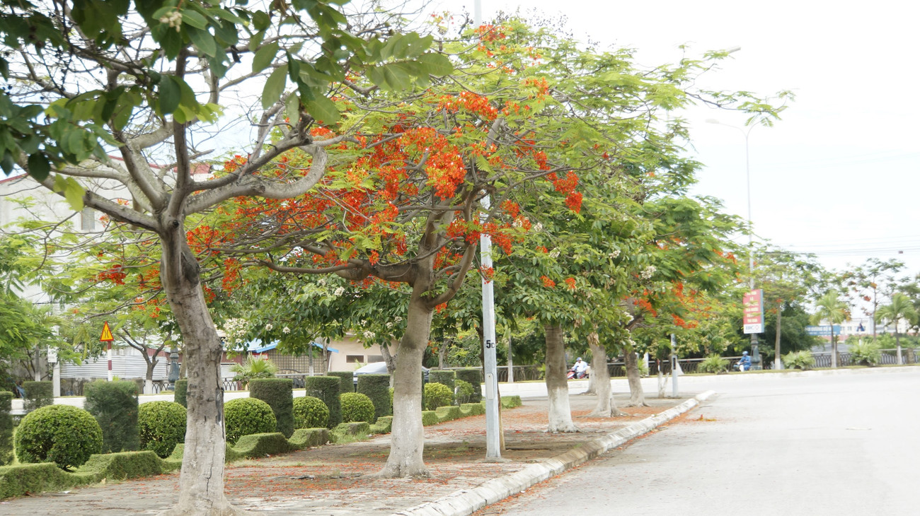 Con đường được tô điểm bởi sắc đỏ ngập tràn của hoa phượng. Rực rỡ con đường hoa phượng ở Hải Phòng: Chụp vội cũng có ảnh check-in tuyệt đẹp ảnh 1