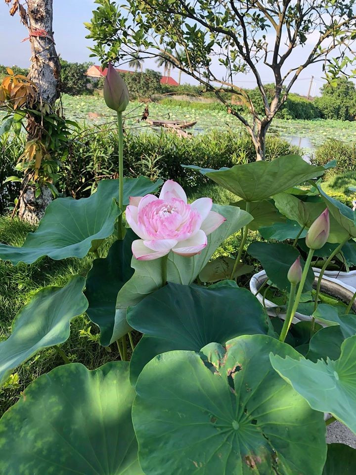 Super Lotus với vẻ ngoài mong manh sương sương, là dòng sen siêng hoa và hoa nở rất bền, dài ngày. Hoa có khả năng “thay áo”, đổi màu từ hồng sang màu trắng tinh như tuyết vào ngày cuối cùng của vòng đời. Muôn kiểu sắc màu hoa sen tại khuôn viên giảng đường rộng nhất Việt Nam ảnh 7