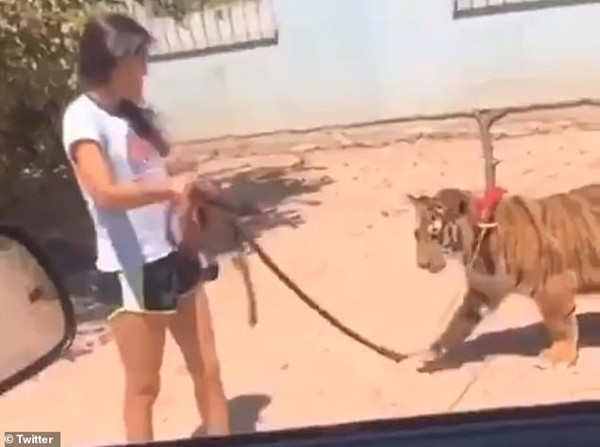 Cô bé dắt hổ đi dạo trên phố. Người đi đường phát hoảng khi một cô bé dẫn hổ đi dạo, còn khoe ở nhà mình có con hổ nữa ảnh 1
