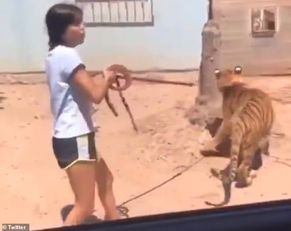 Tuy là hổ con nhưng nó vẫn rất khỏe, cô bé phải cố gắng giữ sợi dây. Người đi đường phát hoảng khi một cô bé dẫn hổ đi dạo, còn khoe ở nhà mình có con hổ nữa ảnh 3