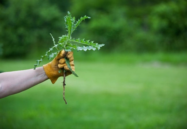 Bố tôi luôn cho rằng tôi nhổ cỏ “chưa đúng”. Nếu bạn định làm điều gì đó, hãy cố gắng làm cho thật đúng ảnh 1
