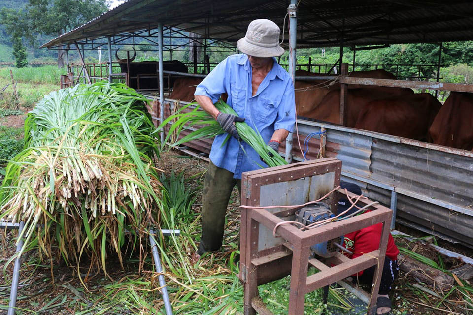 Cỏ tươi là thức ăn không thể thiếu đối với bò. Đàn bò tót lai quý hiếm suy kiệt: Gấp rút chuyển về Vườn quốc gia ảnh 1