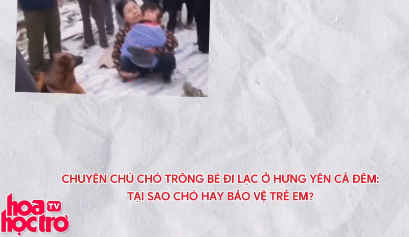 Từ vụ bé đi lạc ở Hưng Yên, vì sao chó có xu hướng bảo vệ trẻ em?