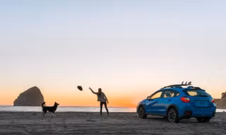 Nên chọn phương tiện di chuyển ra sao khi đi du lịch cùng thú cưng?