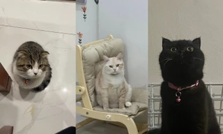 Gen Z "tiêu dùng thông thái": Mua những món đồ "đáng tiền", giải cứu "boss" mèo