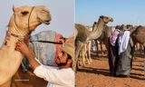 20 con lạc đà bị loại vì tiêm botox, “lạm dụng dao kéo” khi đi thi nhan sắc