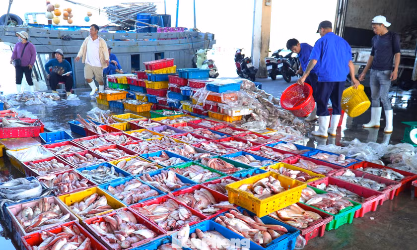 Ngư dân Đà Nẵng trúng đậm mùa cá bã trầu lớn nhất năm