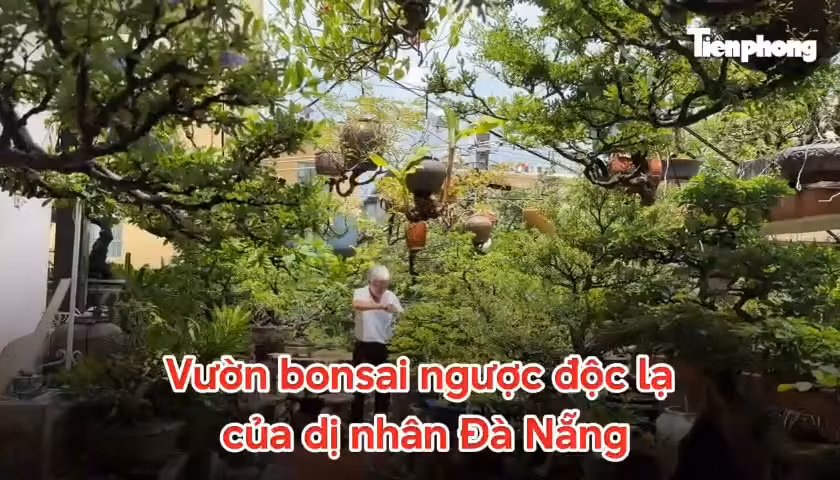 Vườn bonsai ngược độc, lạ của 'dị nhân' Đà Nẵng
