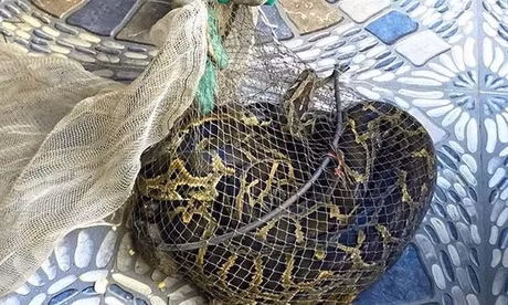 Đi thăm đồng, người đàn ông Hà Tĩnh bắt được trăn đất nặng 9kg