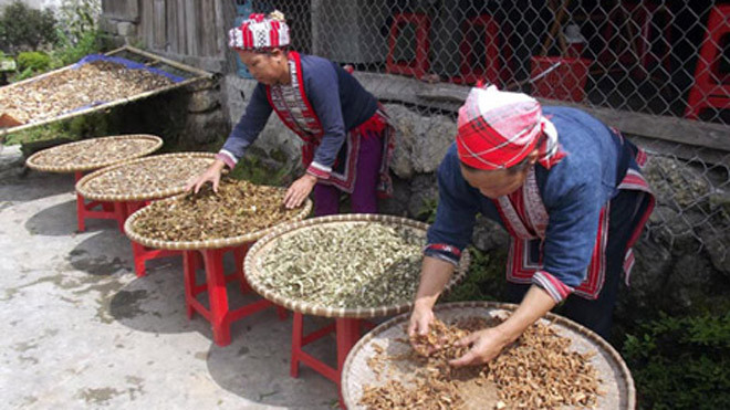Thuốc của người dân tộc vùng cao được nhiều người ưa chuộng