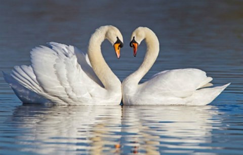Thiên nga là biểu tượng của tình yêu và lòng chung thuỷ vì tập tính ghép đôi suốt đời.