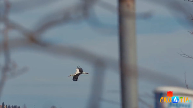 Cò đực bay 14.000 km suốt 16 năm liền để gặp bạn tình