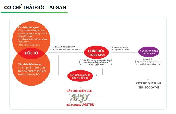 Gan là cửa ngõ - có nhiệm vụ lọc máu, làm sạch các chất độc trong máu