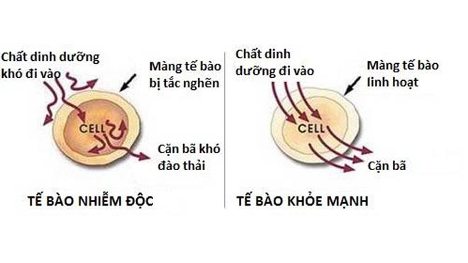 Lý giải khả năng phòng ngừa ung bướu của phương pháp thải độc tế bào