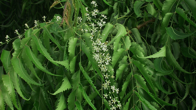 Hoa sầu đâu trắng xanh, lá xanh sẫm, mọc đối xứng