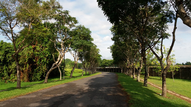 Vedan tài trợ trồng cây xanh tại Đồng Nai