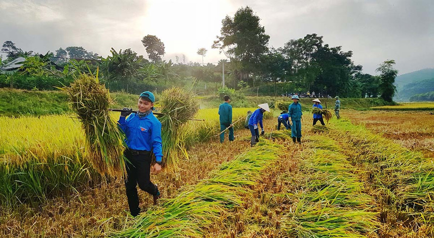 Đoàn viên thanh niên Hà Tĩnh giúp bà con nông dân thu hoạch lúa Xuân.