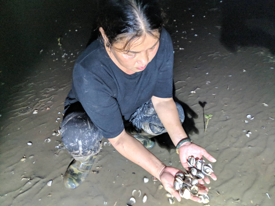 Nước mắt người nuôi ngao ở Quảng Ninh