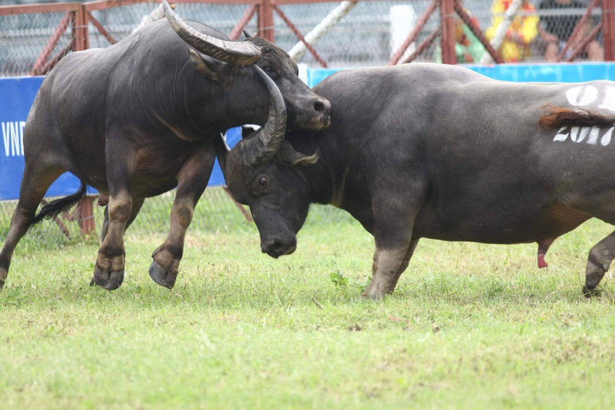 Lễ hội chọi trâu Đồ Sơn năm nay được miễn vé