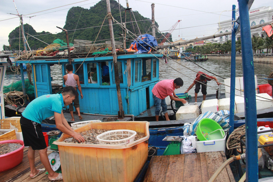 Quảng Ninh cấm biển, dừng tàu tham quan vịnh Hạ Long ứng phó bão