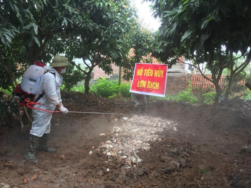 Quảng Ninh công bố dịch tả lợn châu Phi