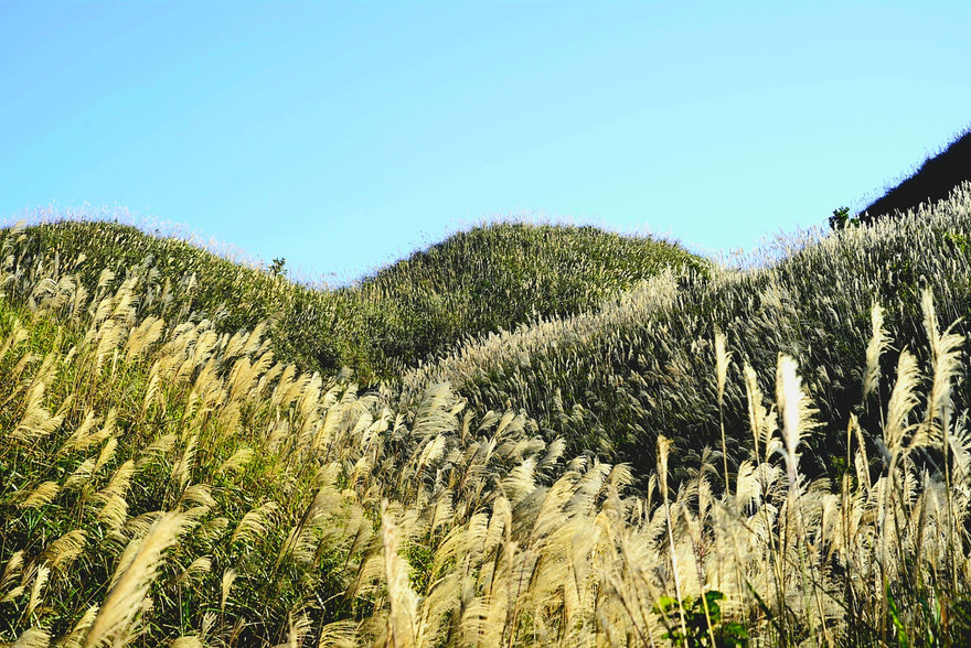 Check in 'cháy máy' mùa cỏ lau Bình Liêu đẹp ngất ngây