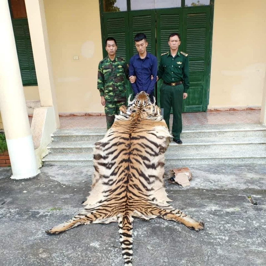 Nam thanh niên chở da và xương hổ vượt biên sang Trung Quốc